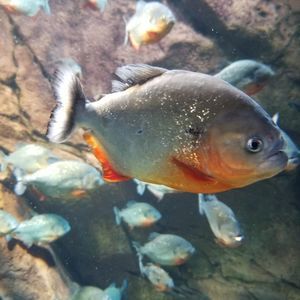 Meet your Posher, Dee